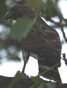 Broad-winged Hawk