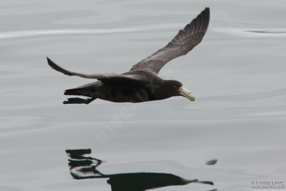 Southern Giant Petrelimmature