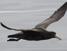 Southern Giant Petrel