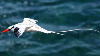 Red-billed Tropicbird