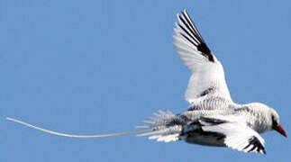 Red-billed Tropicbird