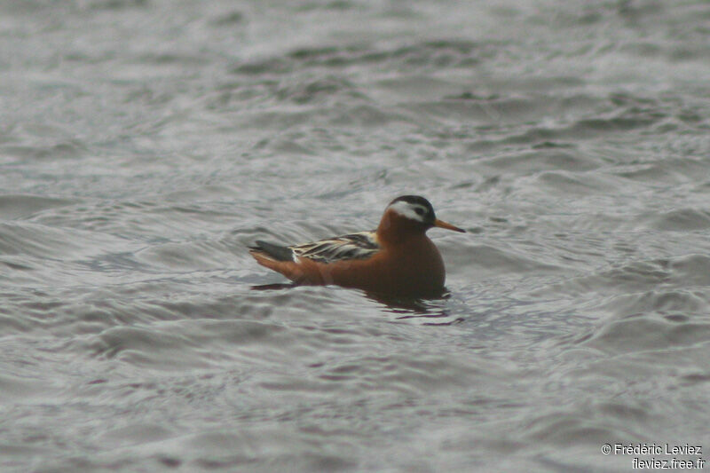 Red Phalarope female adult breeding