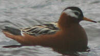 Phalarope à bec large