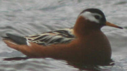 Phalarope à bec large