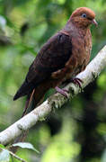 Little Cuckoo-Dove