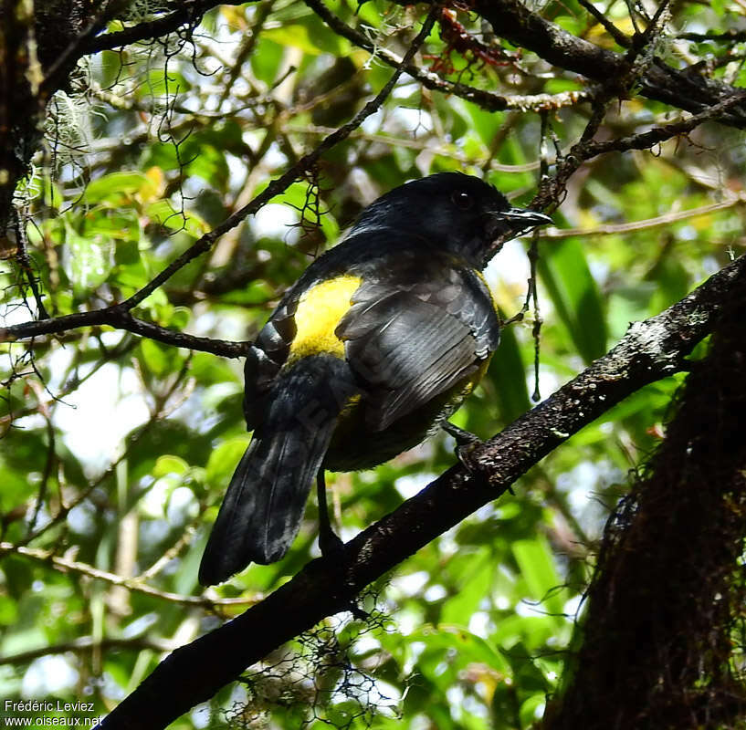 Black-and-yellow Phainoptila male adult, identification