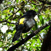 Black-and-yellow Phainoptila