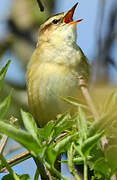 Sedge Warbler