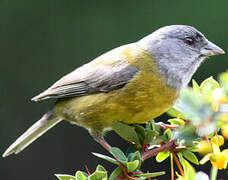 Grey-hooded Sierra Finch