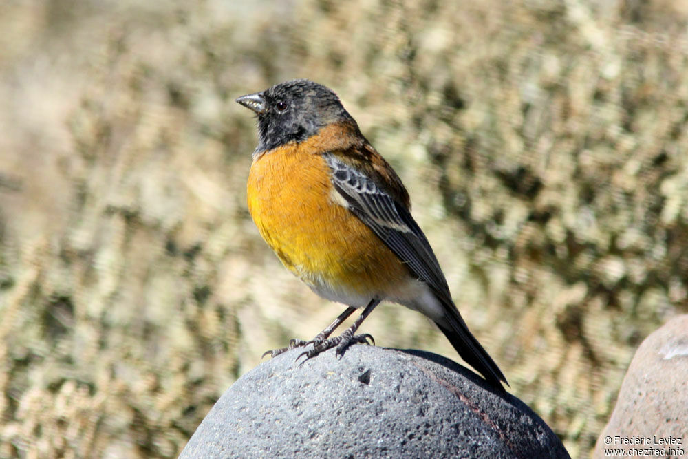 Black-hooded Sierra Finch male, identification