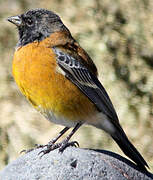 Black-hooded Sierra Finch