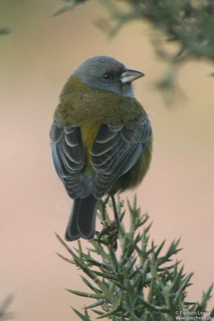 Peruvian Sierra Finchadult