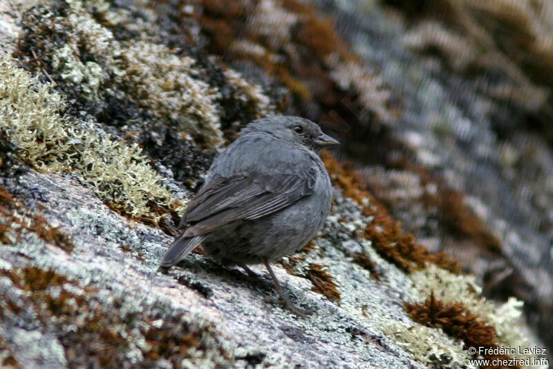 Plumbeous Sierra Finch male adult