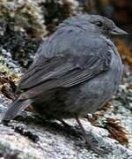 Plumbeous Sierra Finch