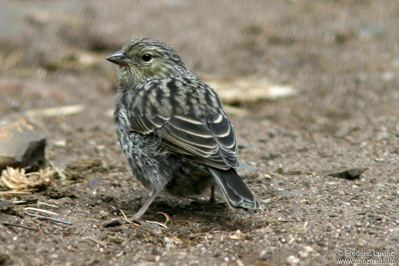 Plumbeous Sierra Finch female adult