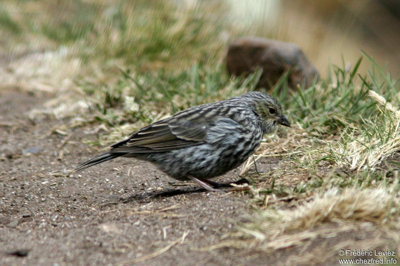 Phrygile gris-de-plomb femelle adulte