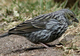 Plumbeous Sierra Finch