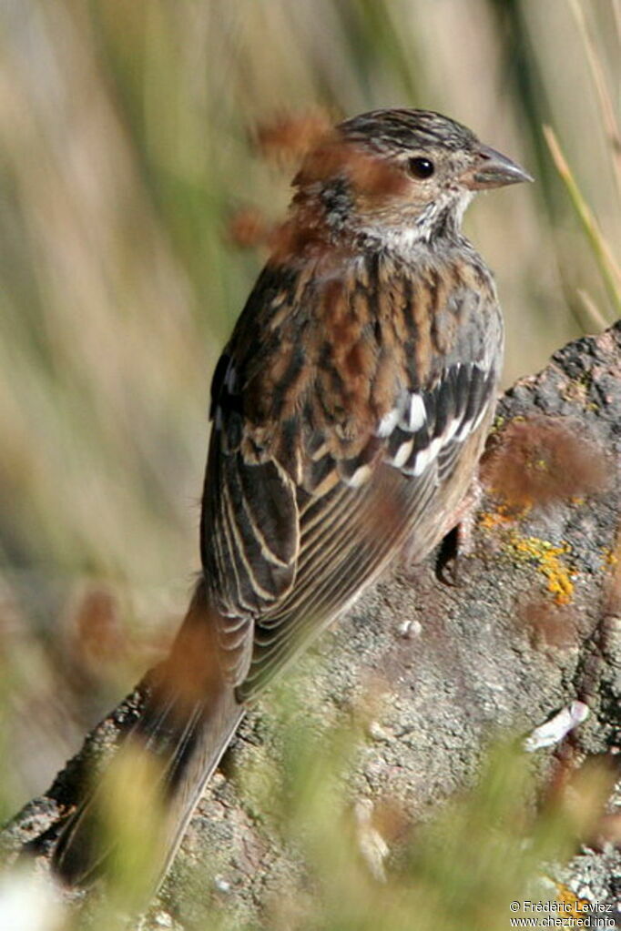 Mourning Sierra Finch female