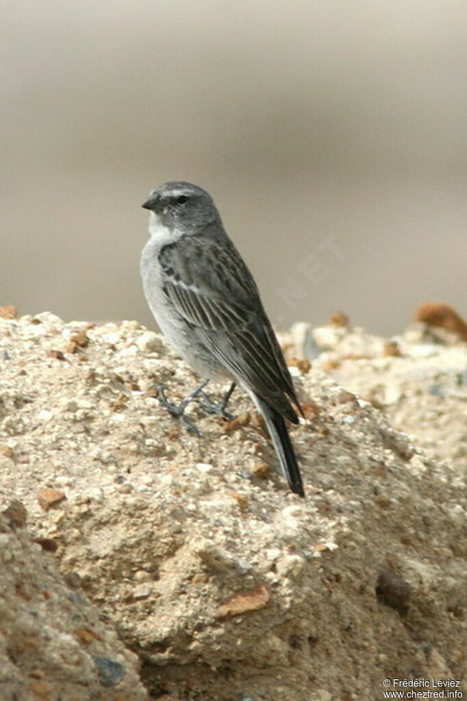 Ash-breasted Sierra Finch male adult