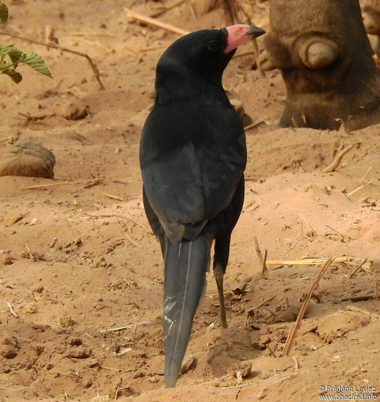 Piapiac africainjuvénile, identification, portrait