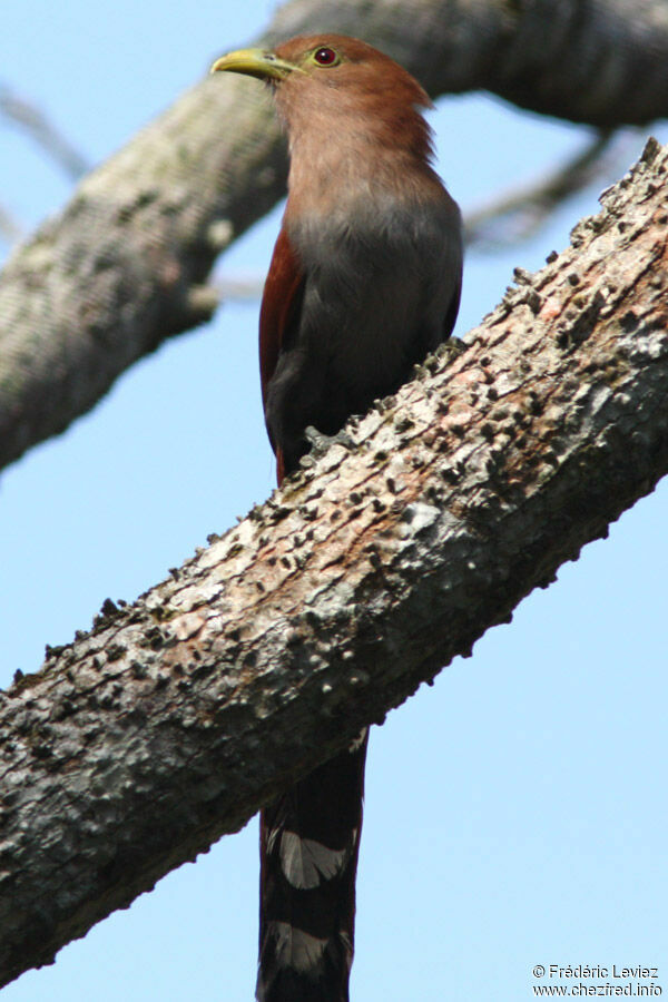 Piaye écureuiladulte, identification