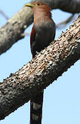 Squirrel Cuckoo