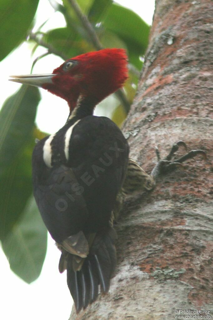 Pale-billed Woodpecker male adult