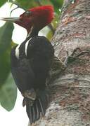 Pale-billed Woodpecker