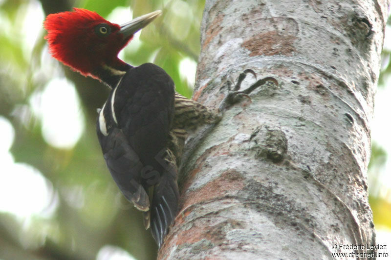 Pale-billed Woodpecker male adult