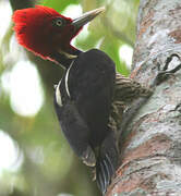 Pale-billed Woodpecker