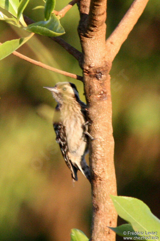 Grey-capped Pygmy Woodpecker