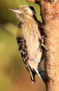 Grey-capped Pygmy Woodpecker