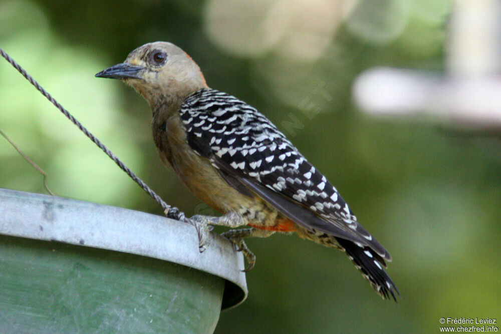 Red-crowned Woodpecker female adult, identification