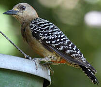 Red-crowned Woodpecker