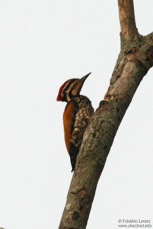 Pic à dos rouge mâle adulte, identification