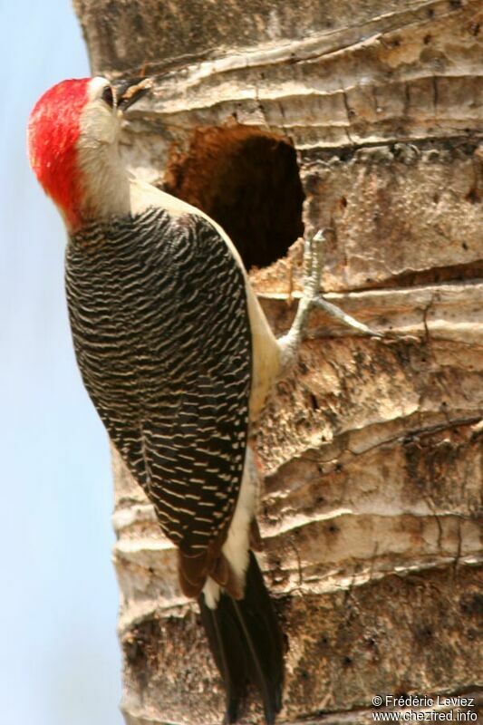Golden-fronted Woodpeckeradult