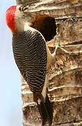 Golden-fronted Woodpecker