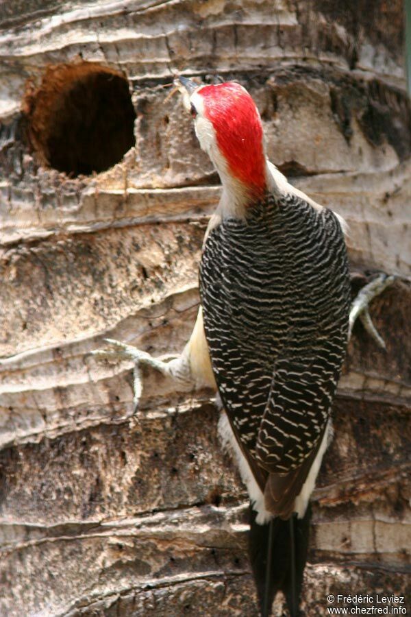 Golden-fronted Woodpeckeradult