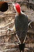 Golden-fronted Woodpecker