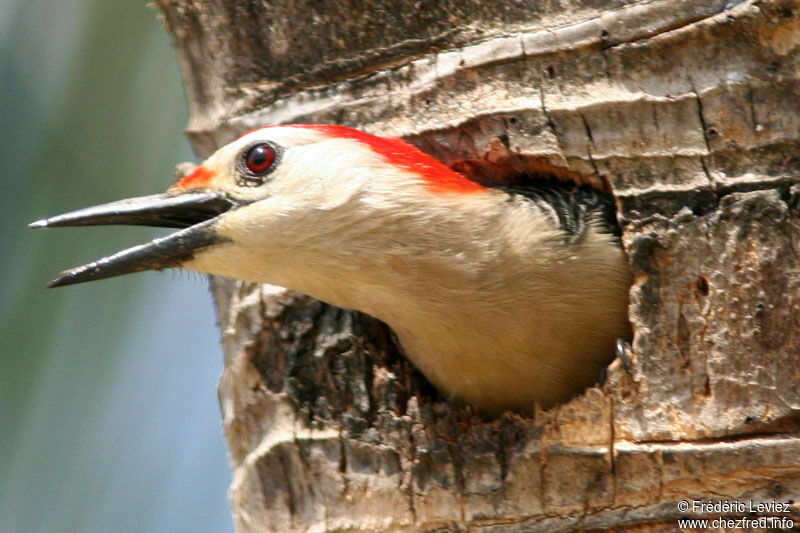 Golden-fronted Woodpeckeradult