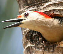 Golden-fronted Woodpecker