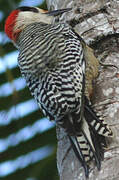 West Indian Woodpecker