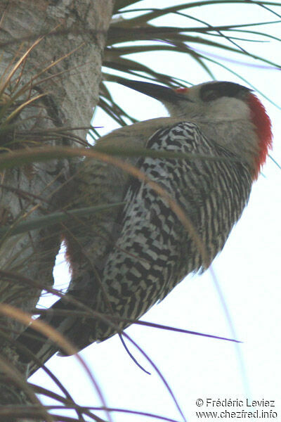 West Indian Woodpecker male adult