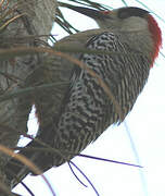 West Indian Woodpecker