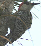 West Indian Woodpecker