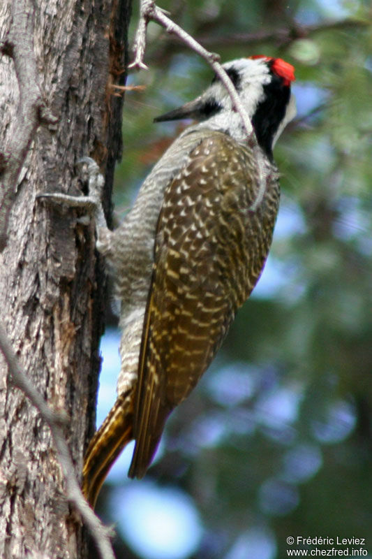 Bearded Woodpecker male adult