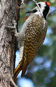 Bearded Woodpecker