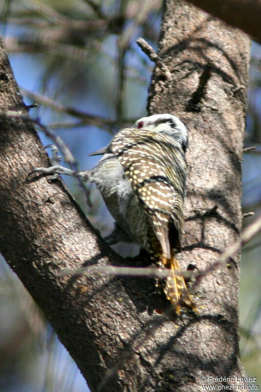 Bearded Woodpecker female adult