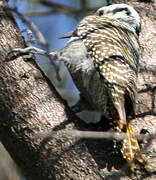 Bearded Woodpecker