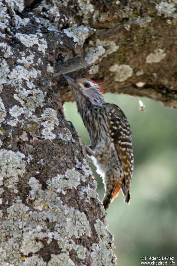 Cardinal Woodpecker male adult